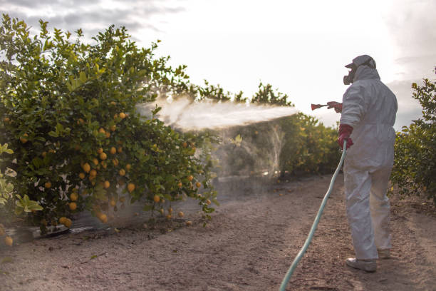 Wasp Removal Services in Sonora, CA